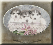 Pictures of our alaskan malamute puppies